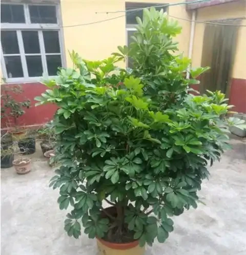 養鴨腳木,做好1件事,葉子綠油油,蹭蹭竄芽猛長個