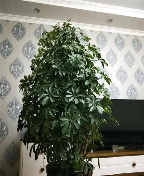 養鴨腳木,做好1件事,葉子綠油油,蹭蹭竄芽猛長個