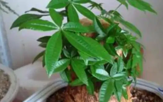發財樹是個「小酒鬼」,熱天喝一碗,小芽出不停,還能開花結果