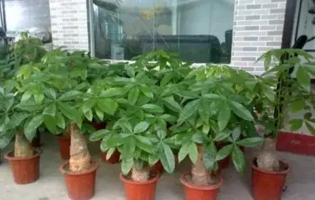 發財樹是個「小酒鬼」,熱天喝一碗,小芽出不停,還能開花結果