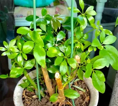 養鴨腳木,做好1件事,葉子綠油油,蹭蹭竄芽猛長個