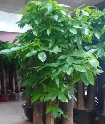 發財樹是個「小酒鬼」,熱天喝一碗,小芽出不停,還能開花結果