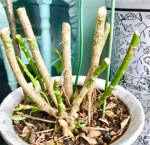 養鴨腳木,做好1件事,葉子綠油油,蹭蹭竄芽猛長個