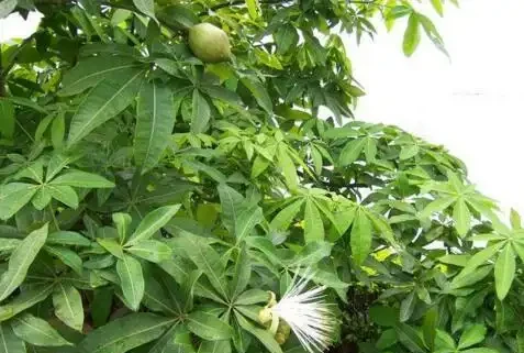 發財樹是個「小酒鬼」,熱天喝一碗,小芽出不停,還能開花結果