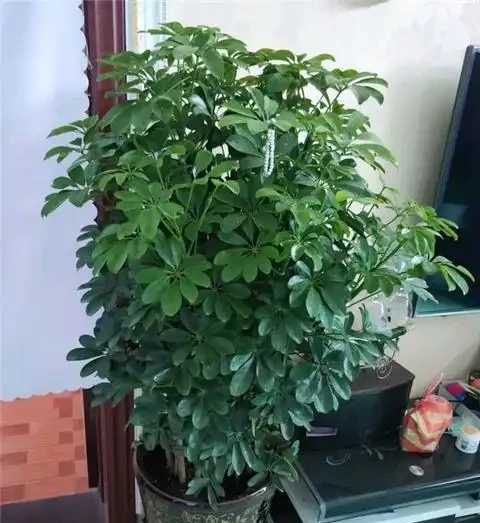 養鴨腳木,做好1件事,葉子綠油油,蹭蹭竄芽猛長個