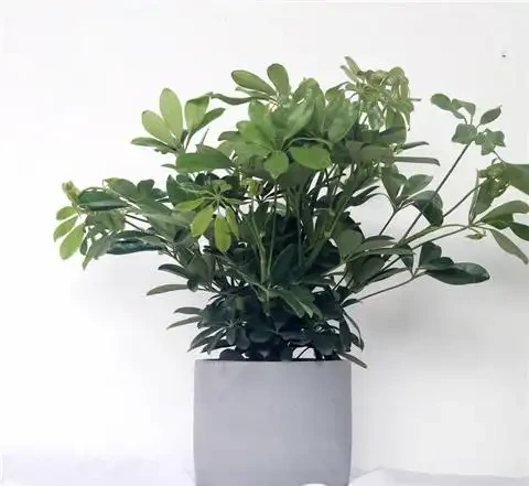 養鴨腳木,做好1件事,葉子綠油油,蹭蹭竄芽猛長個