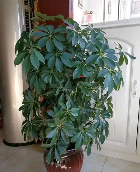 養鴨腳木,做好1件事,葉子綠油油,蹭蹭竄芽猛長個