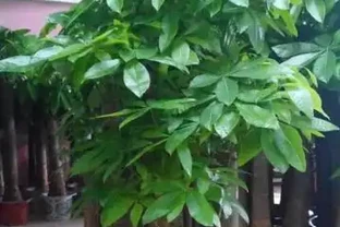發財樹是個「小酒鬼」，熱天喝一碗，小芽出不停，還能開花結果