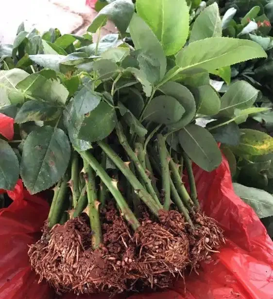 玫瑰插枝苗直接栽種到地裡要注意什麼?7點建議送給你!