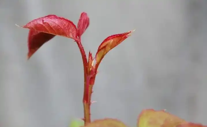 玫瑰插枝苗直接栽種到地裡要注意什麼?7點建議送給你!