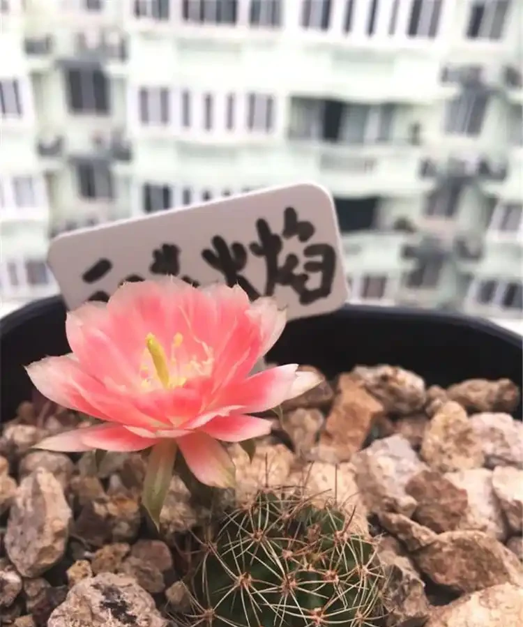 佛系的仙人掌也需要施肥?它最喜歡這2種!