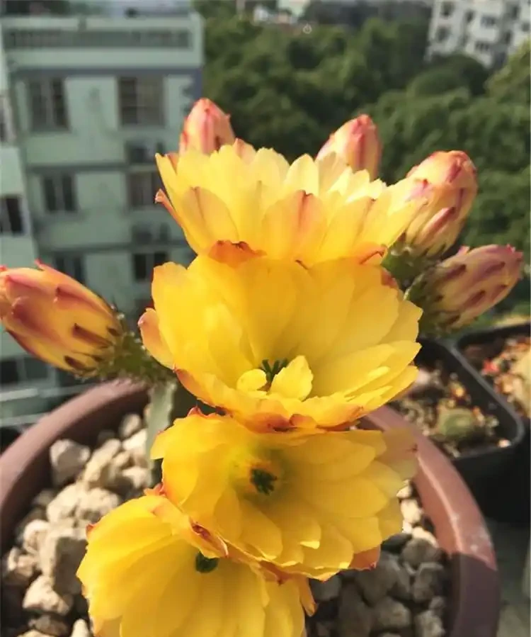 佛系的仙人掌也需要施肥?它最喜歡這2種!