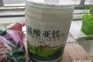 給花卉使用「硫酸亞鐵」，「時機」要選對，不然很容易「燒根」！