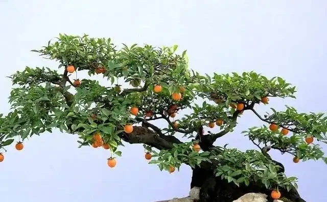 金彈子不結果,咋回事?如何解決?