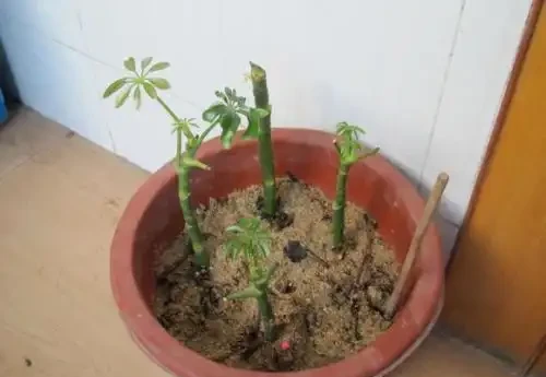 鵝掌藤就一根,2個妙招,隨意變形,枝繁葉茂,滿盆招財樹