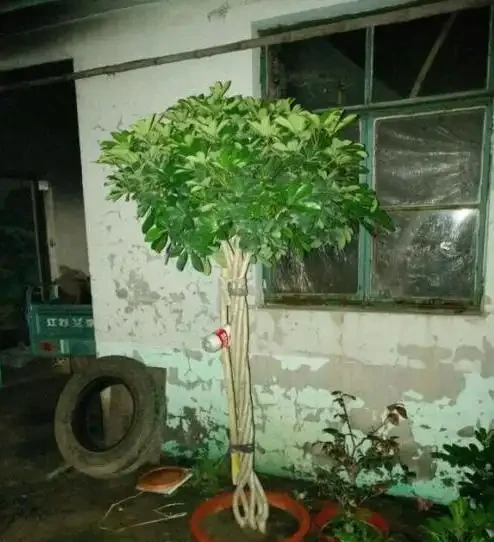 鵝掌藤就一根,2個妙招,隨意變形,枝繁葉茂,滿盆招財樹