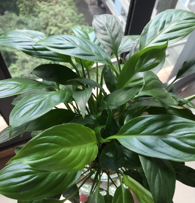 「白鶴芋」焦葉子，做好「4點」，新芽不斷，花開不斷