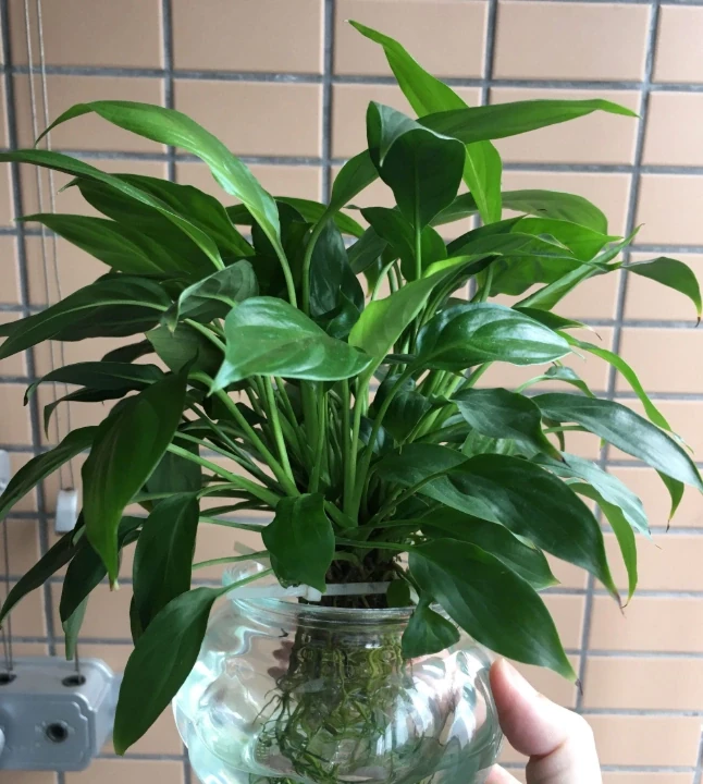 「白鶴芋」焦葉子，做好「4點」，新芽不斷，花開不斷