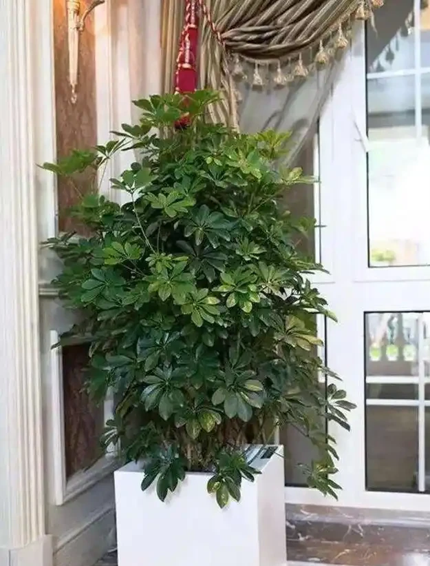 鵝掌藤就一根,2個妙招,隨意變形,枝繁葉茂,滿盆招財樹