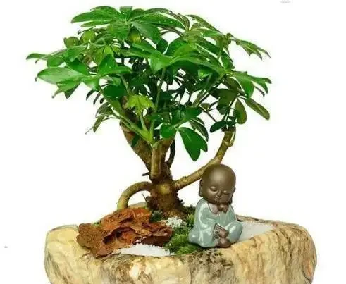 鵝掌藤就一根，2個妙招，隨意變形，枝繁葉茂，滿盆招財樹