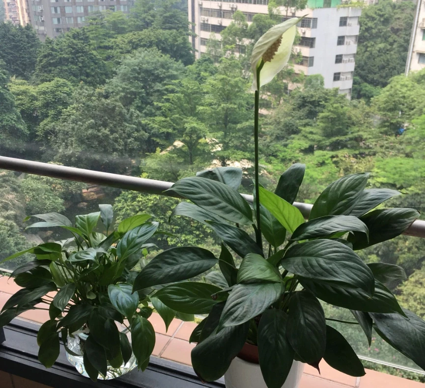 「白鶴芋」焦葉子，做好「4點」，新芽不斷，花開不斷