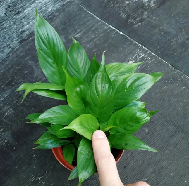 「白鶴芋」焦葉子，做好「4點」，新芽不斷，花開不斷