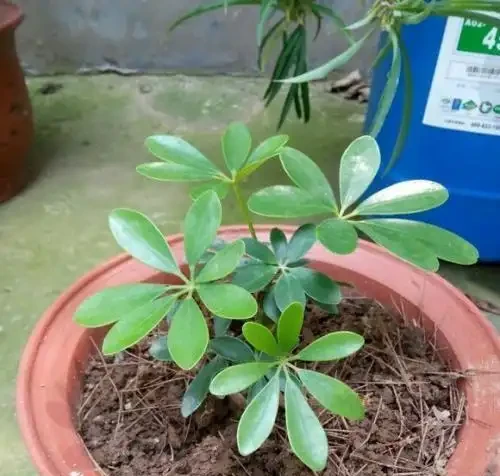 鵝掌藤就一根,2個妙招,隨意變形,枝繁葉茂,滿盆招財樹