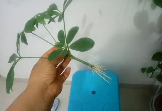 鵝掌藤就一根,2個妙招,隨意變形,枝繁葉茂,滿盆招財樹