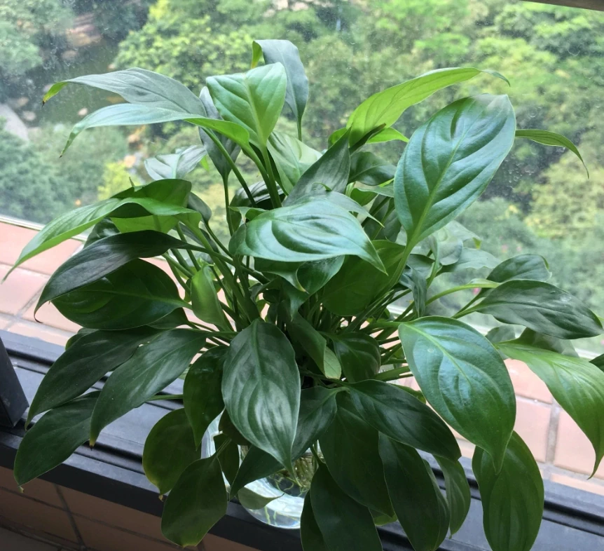 「白鶴芋」焦葉子，做好「4點」，新芽不斷，花開不斷