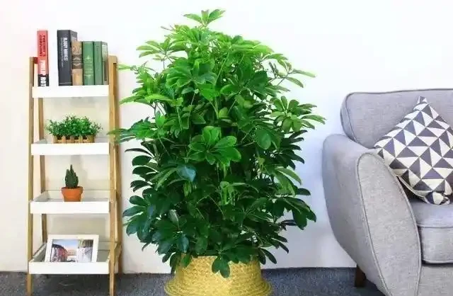 鵝掌藤就一根,2個妙招,隨意變形,枝繁葉茂,滿盆招財樹