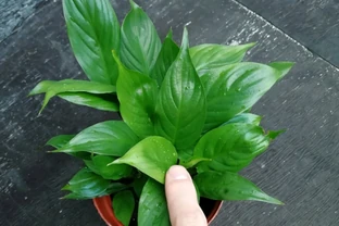 「白鶴芋」焦葉子，做好「4點」，新芽不斷，花開不斷