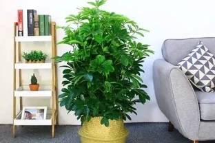 鵝掌藤就一根，2個妙招，隨意變形，枝繁葉茂，滿盆招財樹