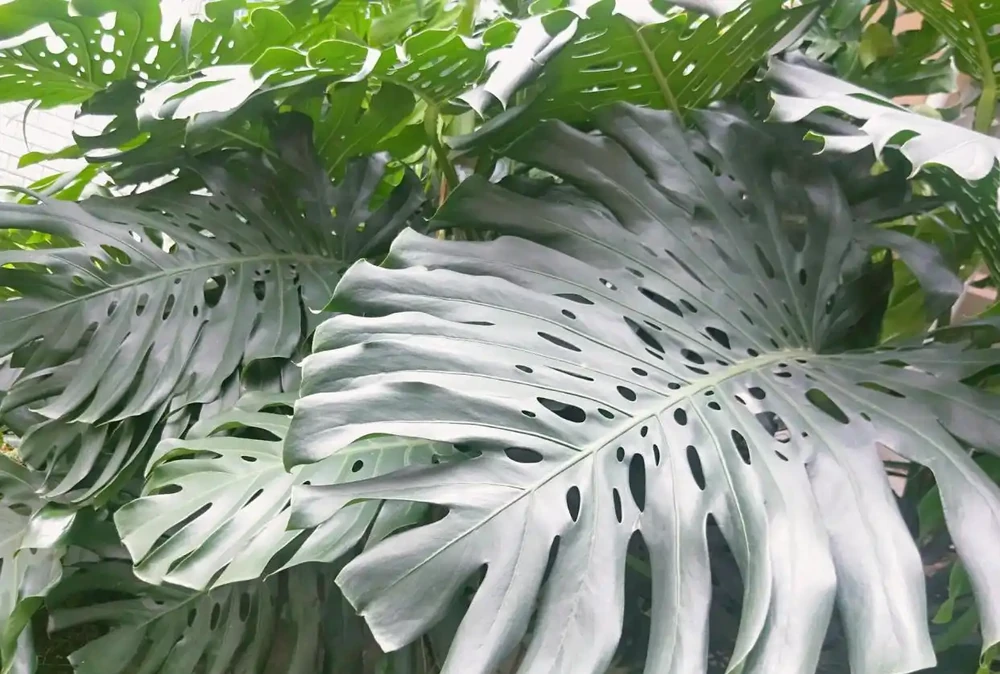 家養特色綠植「龜背芋」,注意維繫4大「鏈條」不能少!