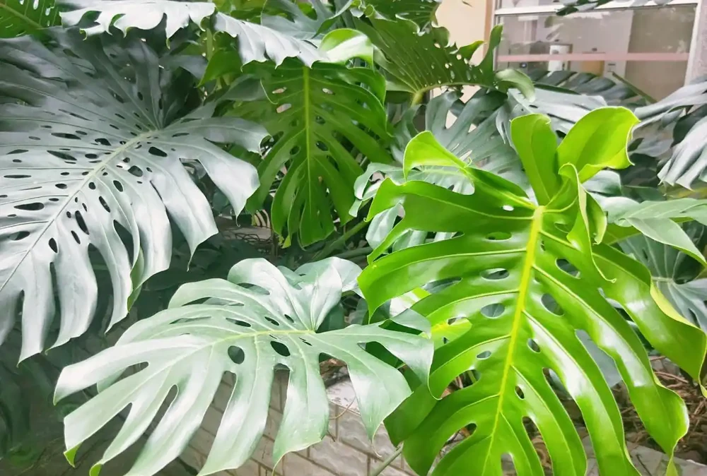 家養特色綠植「龜背芋」,注意維繫4大「鏈條」不能少!