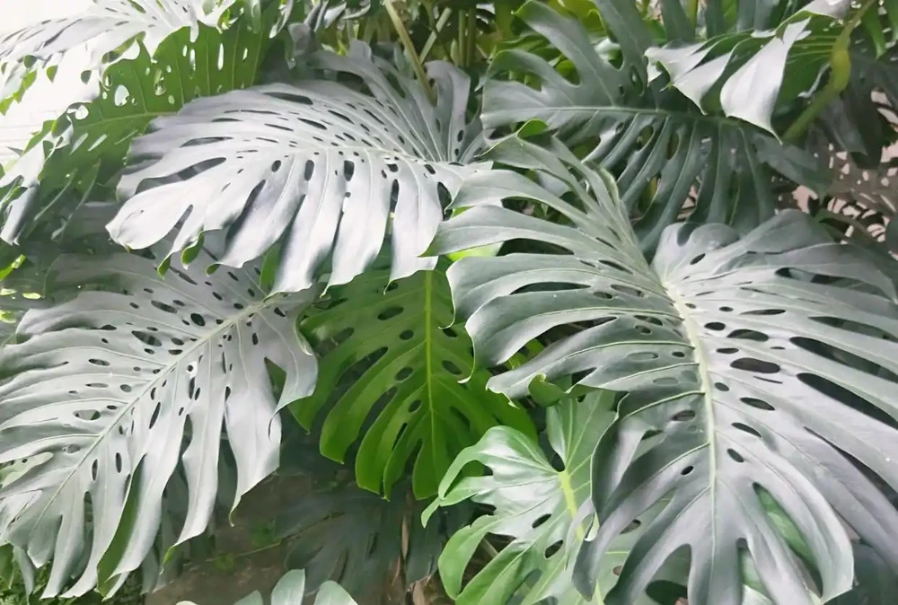 家養特色綠植「龜背芋」,注意維繫4大「鏈條」不能少!