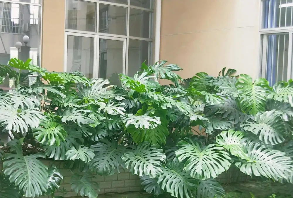 家養特色綠植「龜背芋」,注意維繫4大「鏈條」不能少!