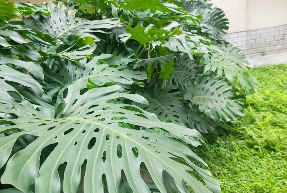 家養特色綠植「龜背芋」,注意維繫4大「鏈條」不能少!