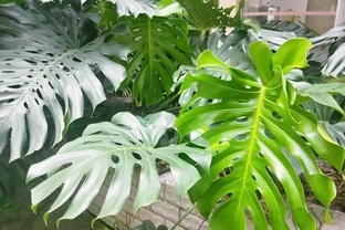 家養特色綠植「龜背芋」，注意維繫4大「鏈條」不能少！