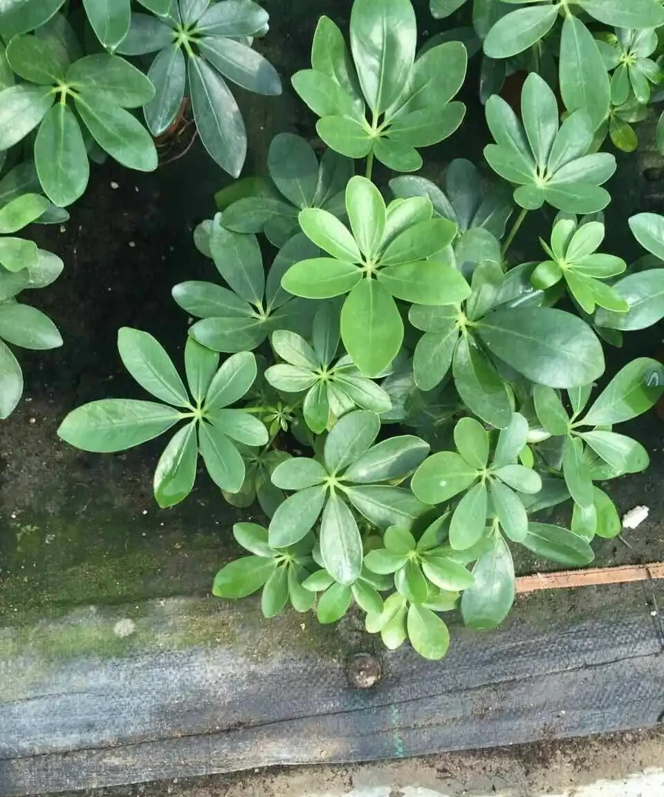 鴨腳木用什麼肥長得最快?