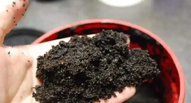 鴨腳木用什麼肥長得最快?