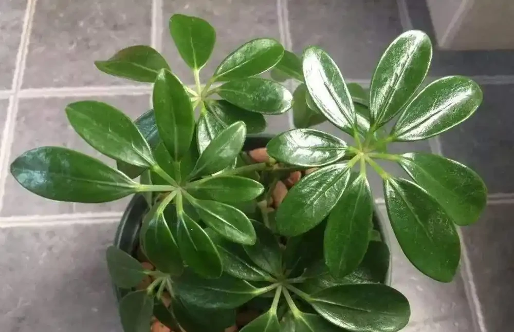 鴨腳木用什麼肥長得最快?