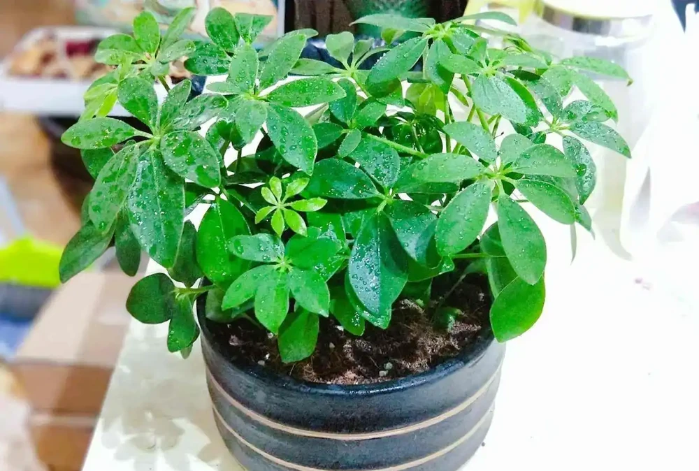 鴨腳木用什麼肥長得最快?