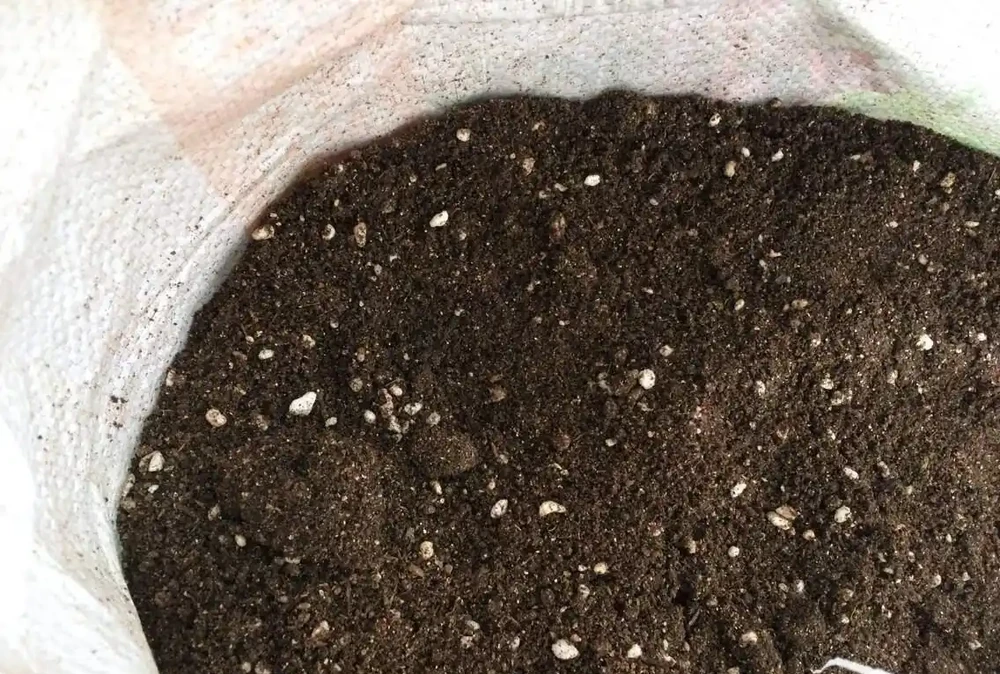 鴨腳木用什麼肥長得最快?
