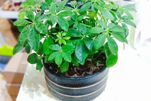 鴨腳木用什麼肥長得最快？