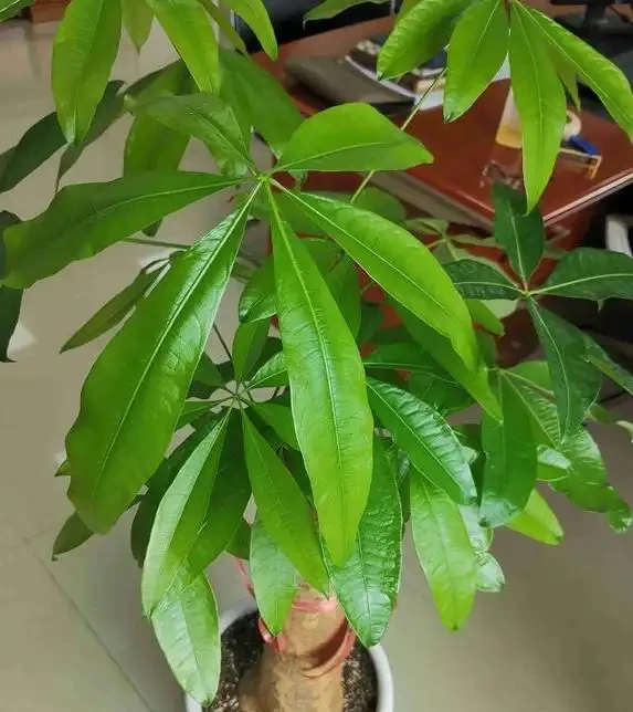 發財樹黃葉,「2輕1重」巧分辨,「對症下藥」,很快就恢復