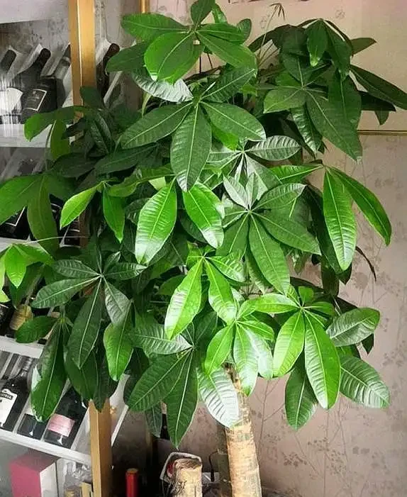 發財樹黃葉,「2輕1重」巧分辨,「對症下藥」,很快就恢復