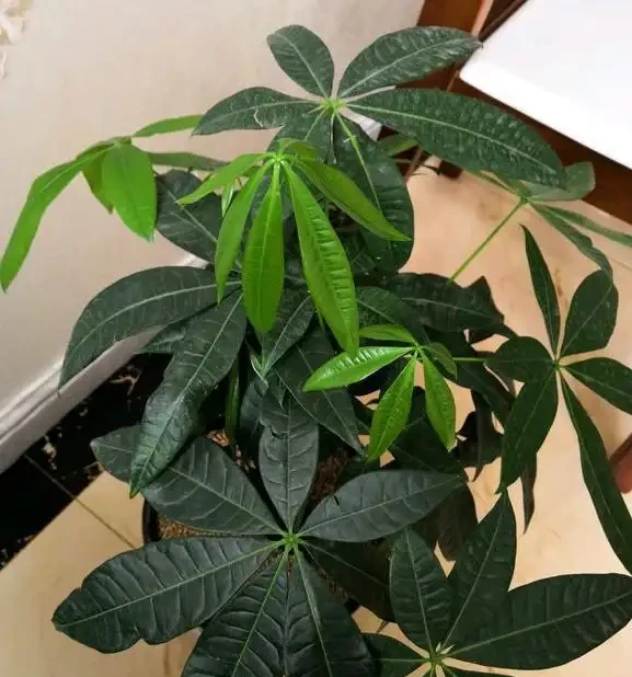 發財樹黃葉，「2輕1重」巧分辨，「對症下藥」，很快就恢復