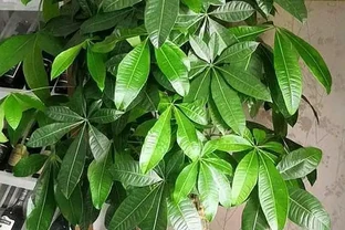 發財樹黃葉，「2輕1重」巧分辨，「對症下藥」，很快就恢復