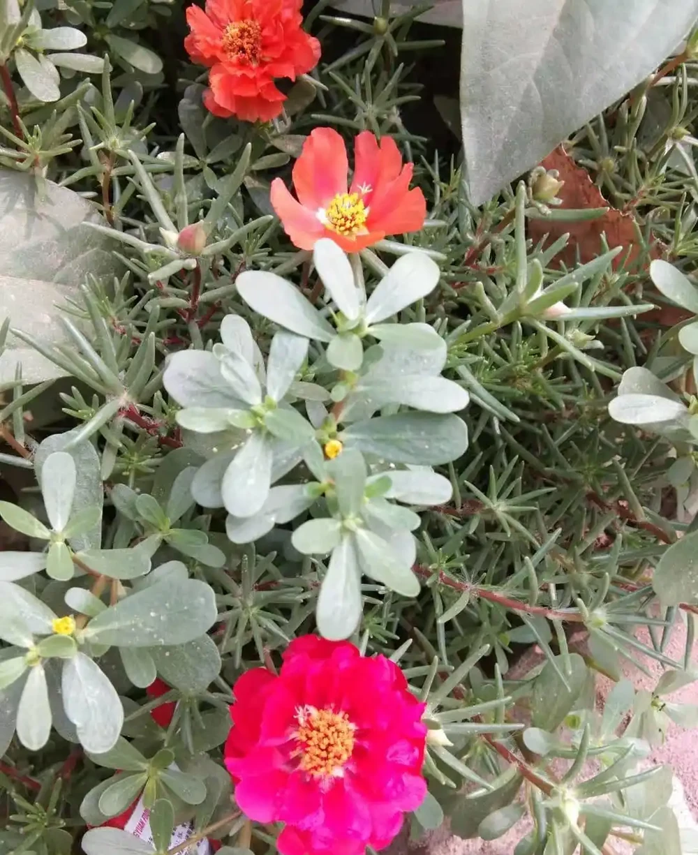 夏季是炎熱的季節,家裡養殖的松針牡丹,要不要遮蔭呢