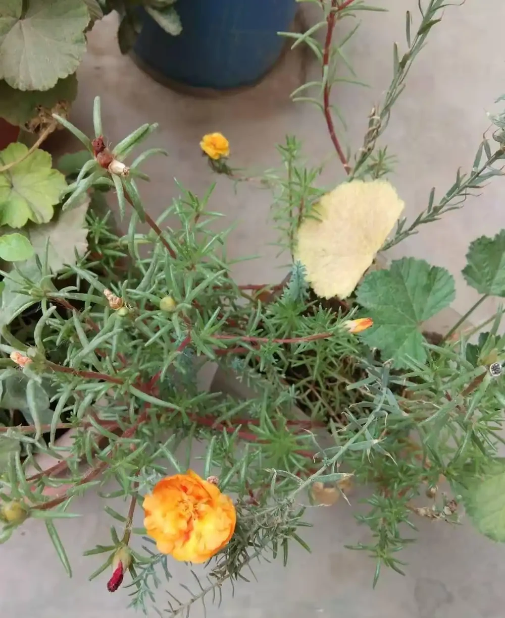 夏季是炎熱的季節,家裡養殖的松針牡丹,要不要遮蔭呢
